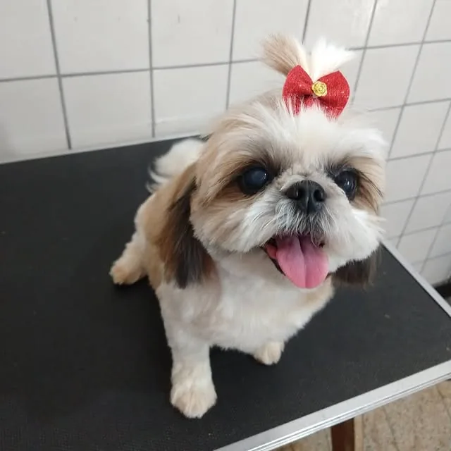 Shih tzu de pelo claro recém-tosado, com laço vermelho no topete e a língua de fora, sentado na mesa de tosa